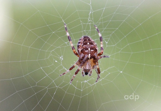Garden (Cross) Spider (Araneus diademata) Alan Prowse